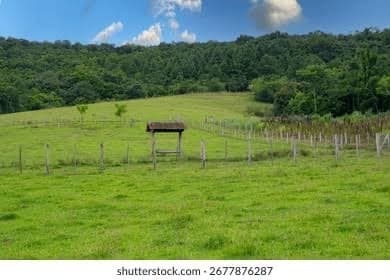 Fazenda em Taguatinga Sul